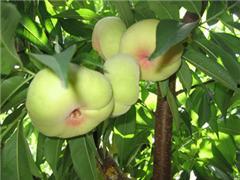 新疆蟠桃爆料事件视频,真相与争议交织 第3张 新疆蟠桃爆料事件视频,真相与争议交织 第3张