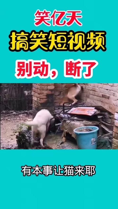 公司搞笑爆料视频,笑料百出！公司内部搞笑爆料视频大揭秘