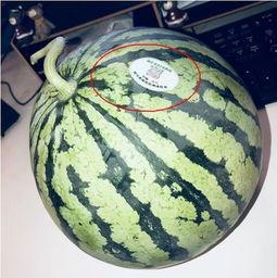 吃瓜列表网红,揭秘网红圈那些吃瓜背后的故事